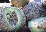 Eden’s Gem Melon