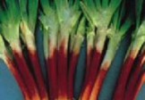 Bunching Onions – Crimson Forest