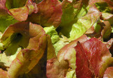 Summer Lettuce – Flame