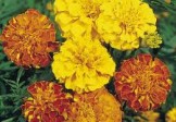 Marigolds – French Bonita