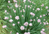 Garlic Chives