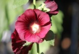 Crimson Hollyhock