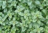 Greek Oregano