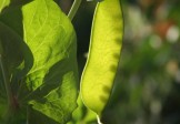 Russian Sugar Peas