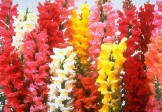 Snapdragons