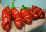 Willy Pepper