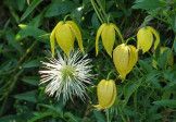 Clematis “Tangutica”